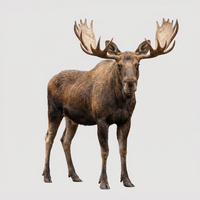 prey_elche_1777408179814_00001_.png