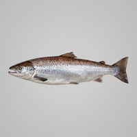 prey_fisch_1777408179825_00001_.png
