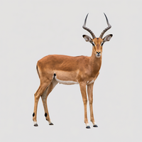 prey_impala_1777408179919_00001_.png
