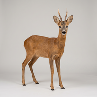 prey_reh_1777408180054_00001_.png