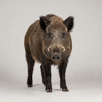 prey_wildschwein_1777408180163_00001_.png